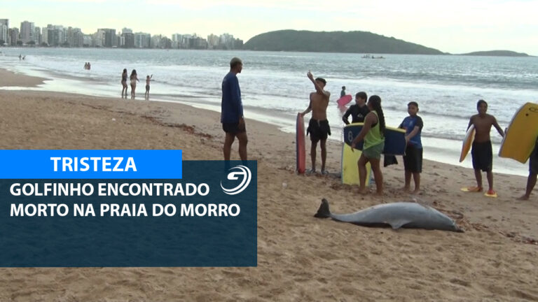 GOLFINHO MORTO PRAIA DO MORRO_01