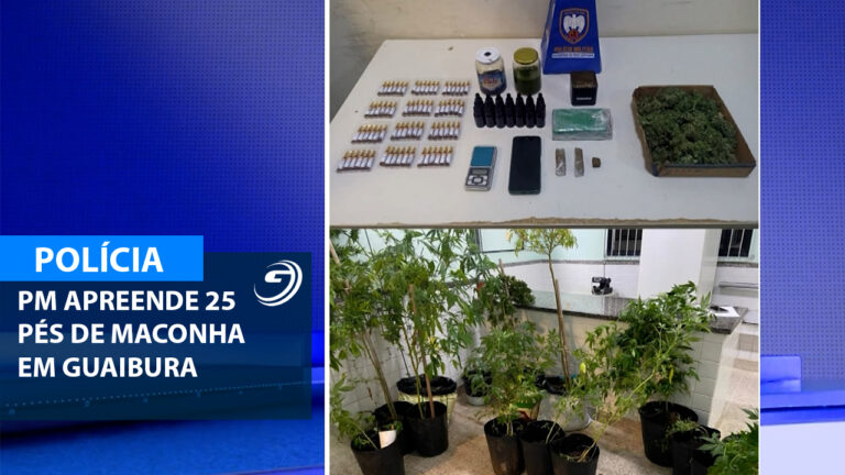 PM APREENDE PES DE MACONHA EM GUAIBURA