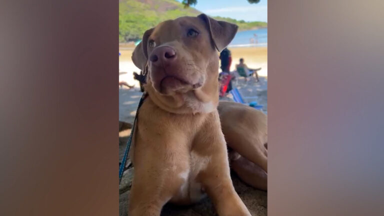 POLICIA IDENTIFICA IDOSO QUE ABANDONOU CACHORRO PRAIA DO MORRO
