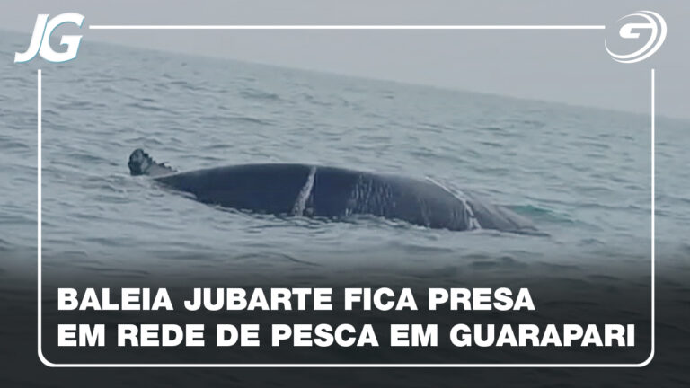 GUARDA VIDAS RESGATAM BALEIA JUBARTE PRESA EM REDE DE PESCA