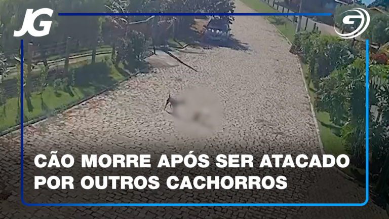 O TUTOR DOS CACHORROS FOI IDENTIFICADO E VAI RESPONDER NA JUSTIÇA