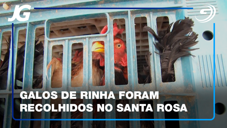 MAIS DE 200 GALOS USADOS PARA RINHA VÃO SER ENCAMINHADOS PARA ABATE